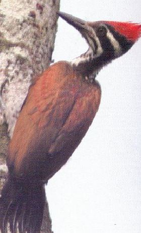 Woodpecker in Bangladesh