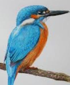 Kingfisher Bird in Bangladesh