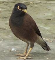 Shalik Bird in Bangladesh