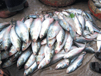 Bangladesh Fish Market