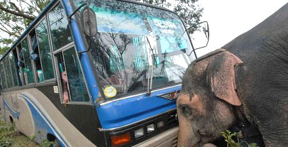 elephant
