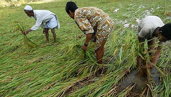 sidr-damaged-crops