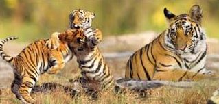 Royal Bengal Tiger in Sundarbans