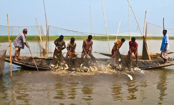 hilsha fishing in the river