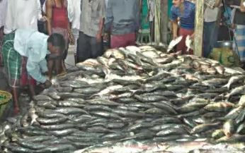 hilsa fish