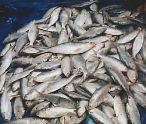 Ilish fish Bangladesh