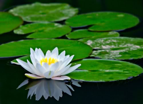 Shapla - Water lily