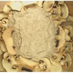 How to use dried mushroom powder
