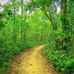 Forestry in Bangladesh