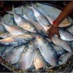 Hilsa National Fish of Bangladesh | Ilish life and Breeding