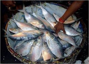 Hilsa fish or ilish fish any of the members of the genus Tenualosa of the family Clupeidae, order Clupeiformes, scientific Species Tenualosa ilisha. Bangla name is Ilish, the Hilsa national fish of Bangladesh. Ilish fish body is strongly compressed & moderately deep with dorsal and ventral profile equally convex.