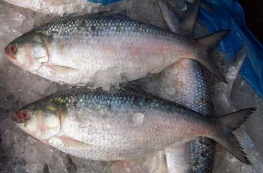 hilsa-ilish national fish bangladesh