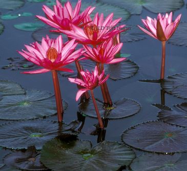 pink-water-lily-shapla