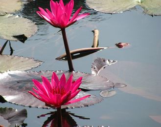 red-shapla-water-lily