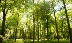 Forests