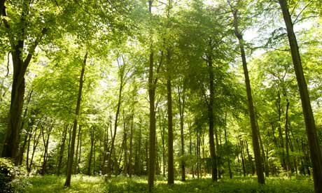 Forests