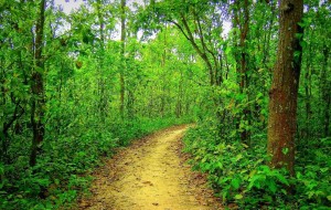 Nawabganj