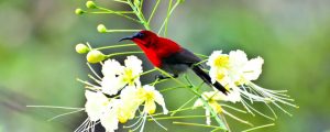 fauna