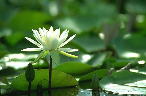 flower
