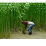 Jute  in Bangladesh