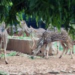 Role of zoos in wildlife conservation