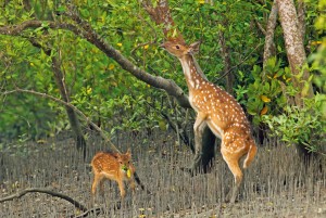 mother deer and baby deer