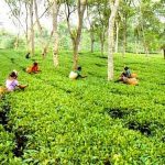 Tea Gardens in Bangladesh