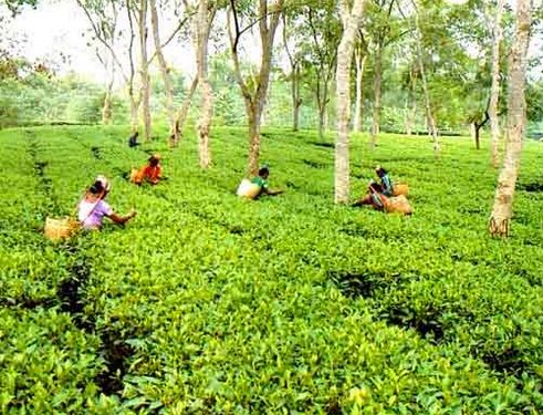 Tea garden in Bangladesh