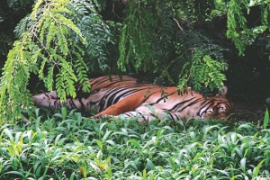 tiger sleep in the zoo