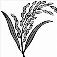 bnp election symbol sheaf of paddy