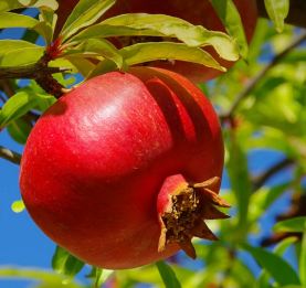 Health benefits of pomegranate