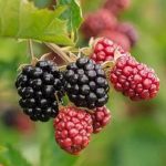 Top 21 Healthiest Fruits in the World