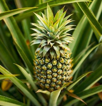 Health benefits of Pineapple