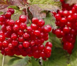 Health benefits of cranberry