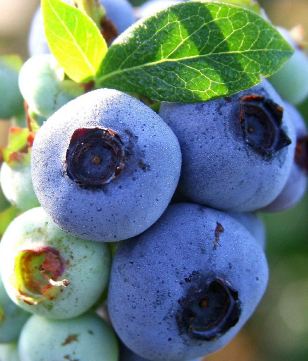 Nutrients for blueberry 