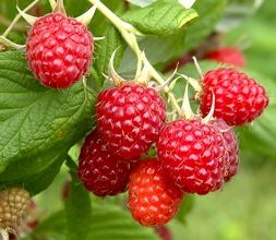 Benefits of healthiest fruit Raspberry