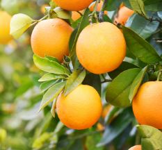 Health benefits of orange