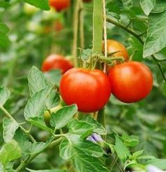 Benefits of tomato