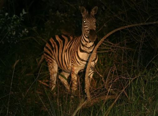 The Nocturnal Wildlife Park or Night Safari.