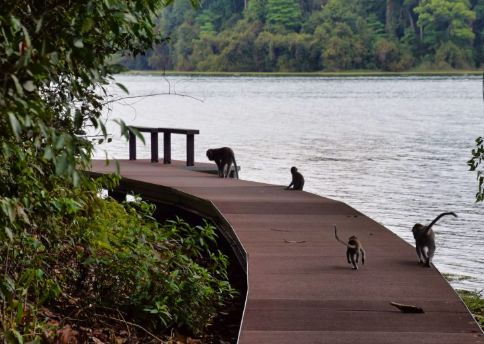 MacRitchie Reservoir, visit in Singapore.