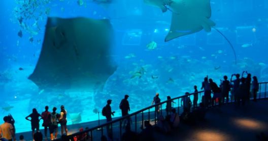 S.E.A. Aquarium, visit in Singapore.