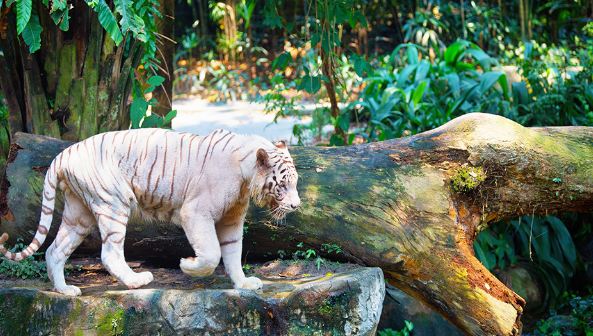 Singapore Zoo.